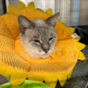 Meet your Posher, Chlo